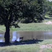 LIVE AFRICAN WILDLIFE CAMS GO & ENJOY!