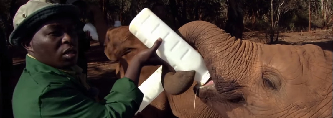 Sheldrick Trust Elephants Post