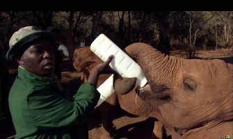 Sheldrick Trust Elephants Post